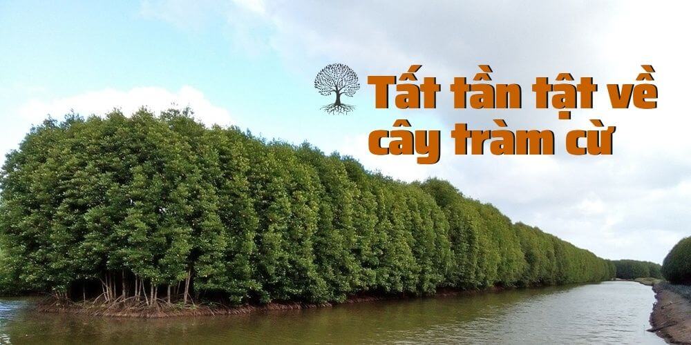 cây tràm cừ