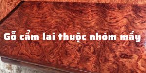 Gỗ cẩm lai thuộc nhóm mấy