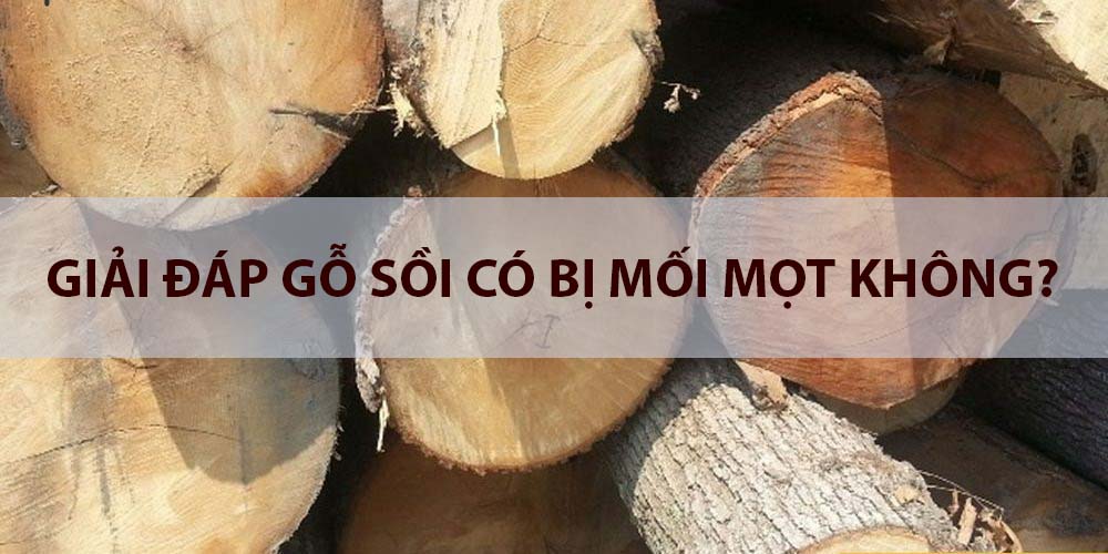 gỗ sồi có bị mối mọt không